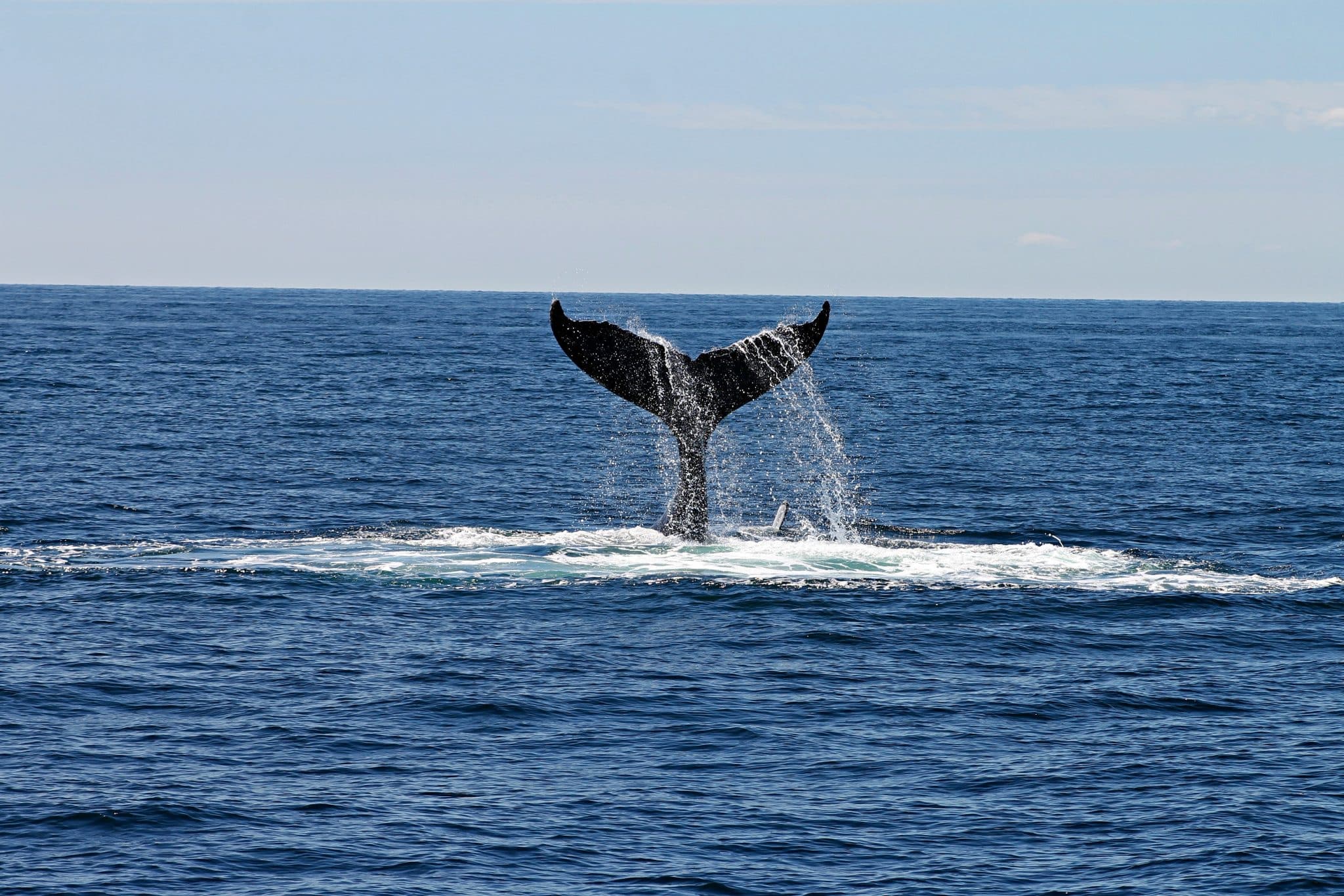whale long tail